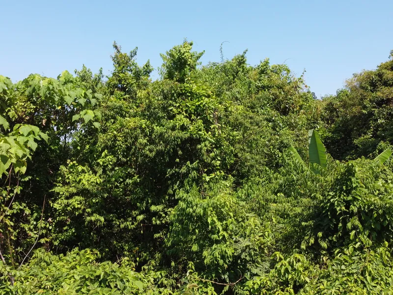 2,404 sqm Sea View Land, Mission Hills, Freehold - Mission Hill, Phuket - Main photo