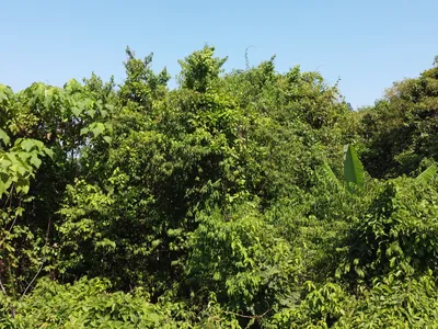 2,404 sqm Sea View Land, Mission Hills, Freehold - Mission Hill, Phuket - Photo 20