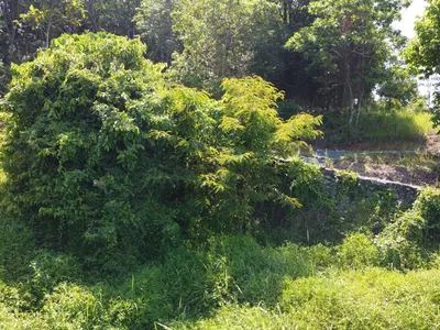2,404 sqm Sea View Land, Mission Hills, Freehold - Mission Hill, Phuket - Photo 23