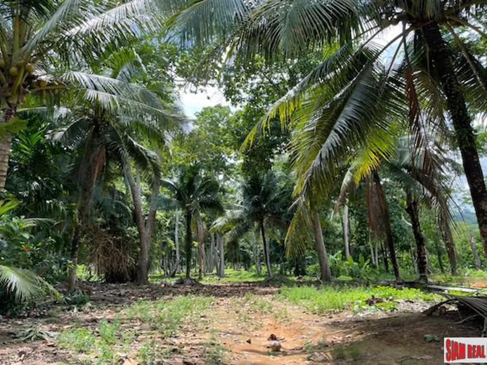 24,000 sqm Mountain View Land for Sale, Pa Klok, 15 Rai, Freehold - Pa Klok, Phuket - Photo 7