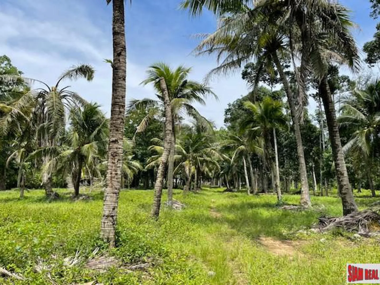 24,000 sqm Mountain View Land for Sale, Pa Klok, 15 Rai, Freehold - Pa Klok, Phuket - Photo 4