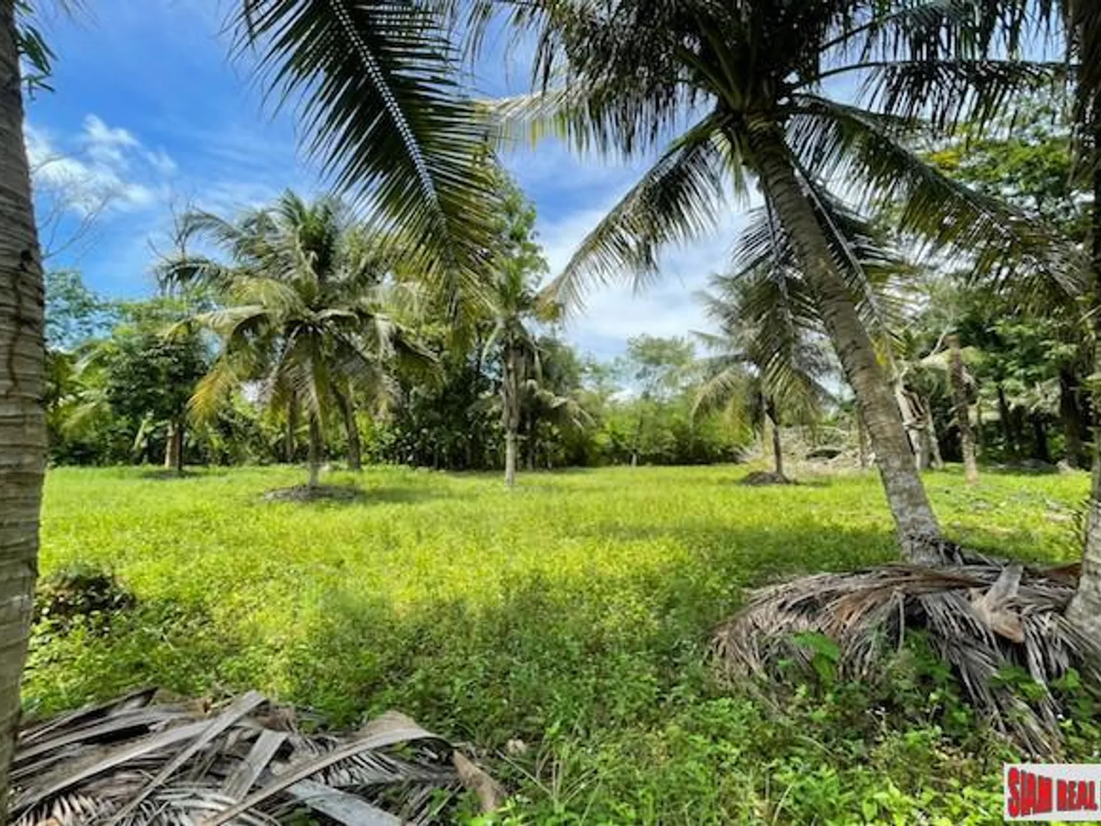 24,000 sqm Mountain View Land for Sale, Pa Klok, 15 Rai, Freehold - Pa Klok, Phuket - Photo 2