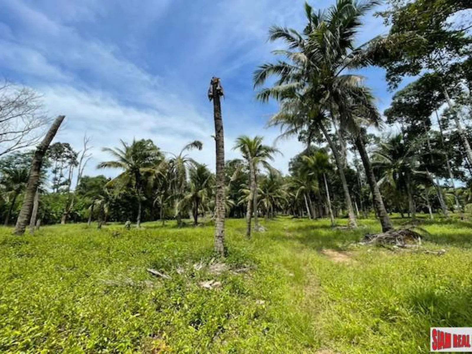 24,000 sqm Mountain View Land for Sale, Pa Klok, 15 Rai, Freehold - Pa Klok, Phuket - Photo 12