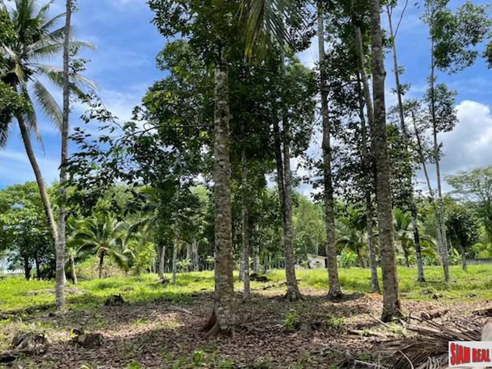 24,000 sqm Mountain View Land for Sale, Pa Klok, 15 Rai, Freehold - Pa Klok, Phuket - Photo 11