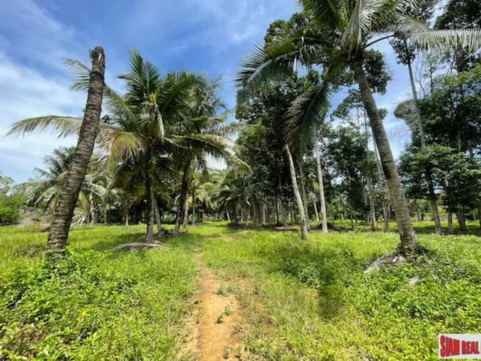 24,000 sqm Mountain View Land for Sale, Pa Klok, 15 Rai, Freehold - Pa Klok, Phuket - Photo 6