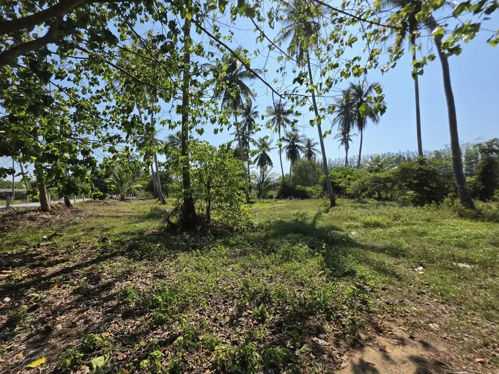 3.6 Rai Land, 100m Walk to Beach, Mai Khao, Freehold - Mai Khao, Phuket - Photo 1