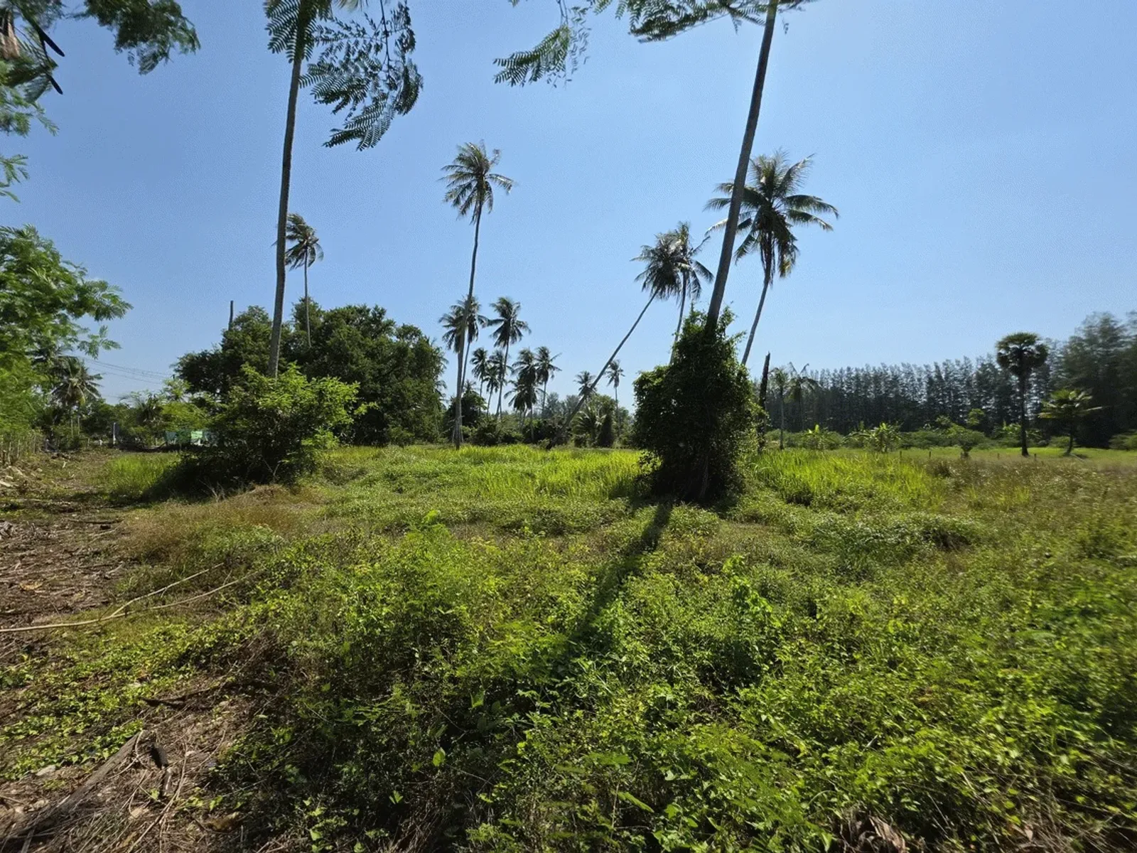 3.6 Rai Land, 100m Walk to Beach, Mai Khao, Freehold - Mai Khao, Phuket - Photo 14
