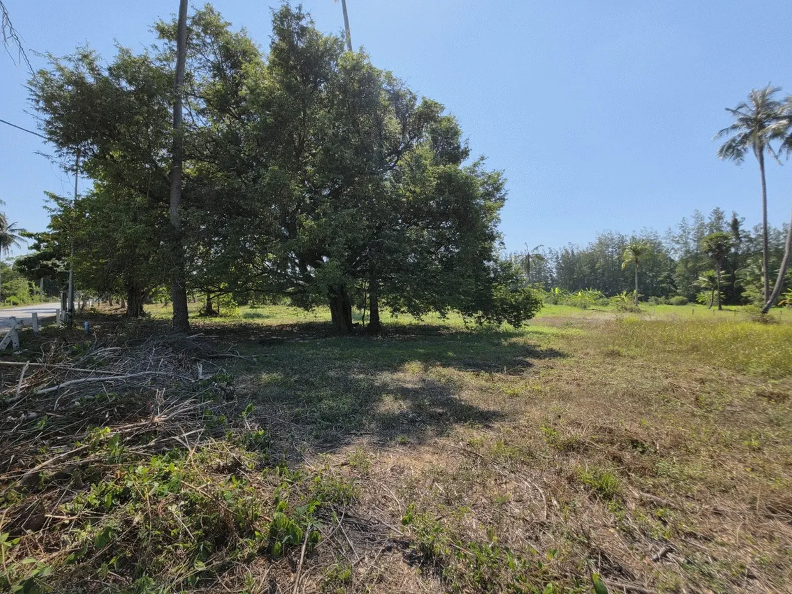 3.6 Rai Land, 100m Walk to Beach, Mai Khao, Freehold - Mai Khao, Phuket - Photo 12