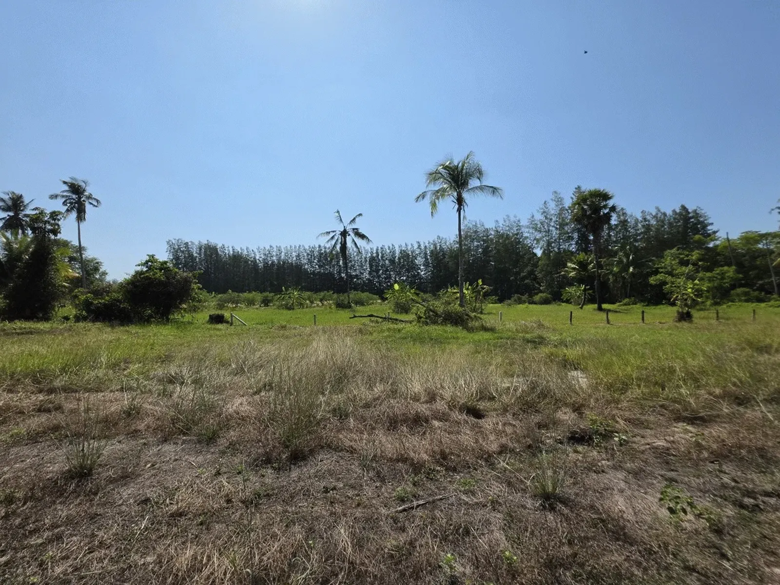 3.6 Rai Land, 100m Walk to Beach, Mai Khao, Freehold - Mai Khao, Phuket - Photo 7