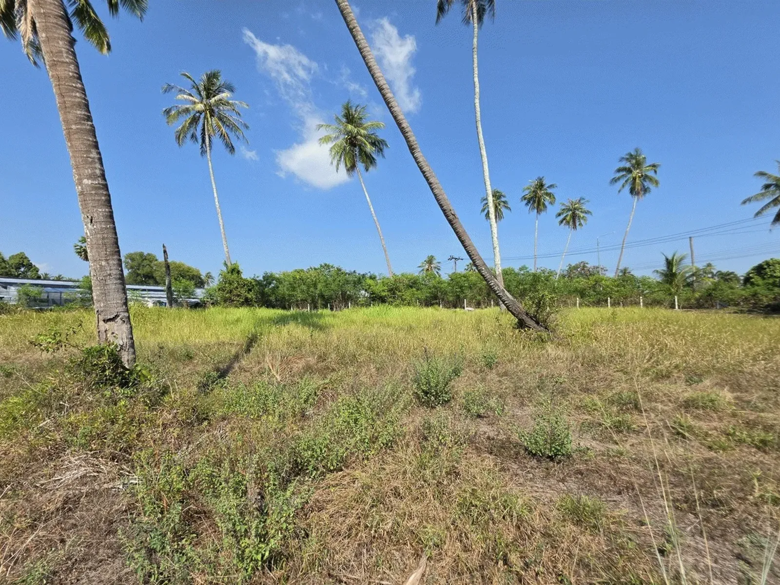 3.6 Rai Land, 100m Walk to Beach, Mai Khao, Freehold - Mai Khao, Phuket - Photo 5