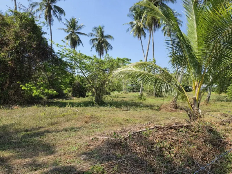 3.6 Rai Land, 100m Walk to Beach, Mai Khao, Freehold - Mai Khao, Phuket - Main photo