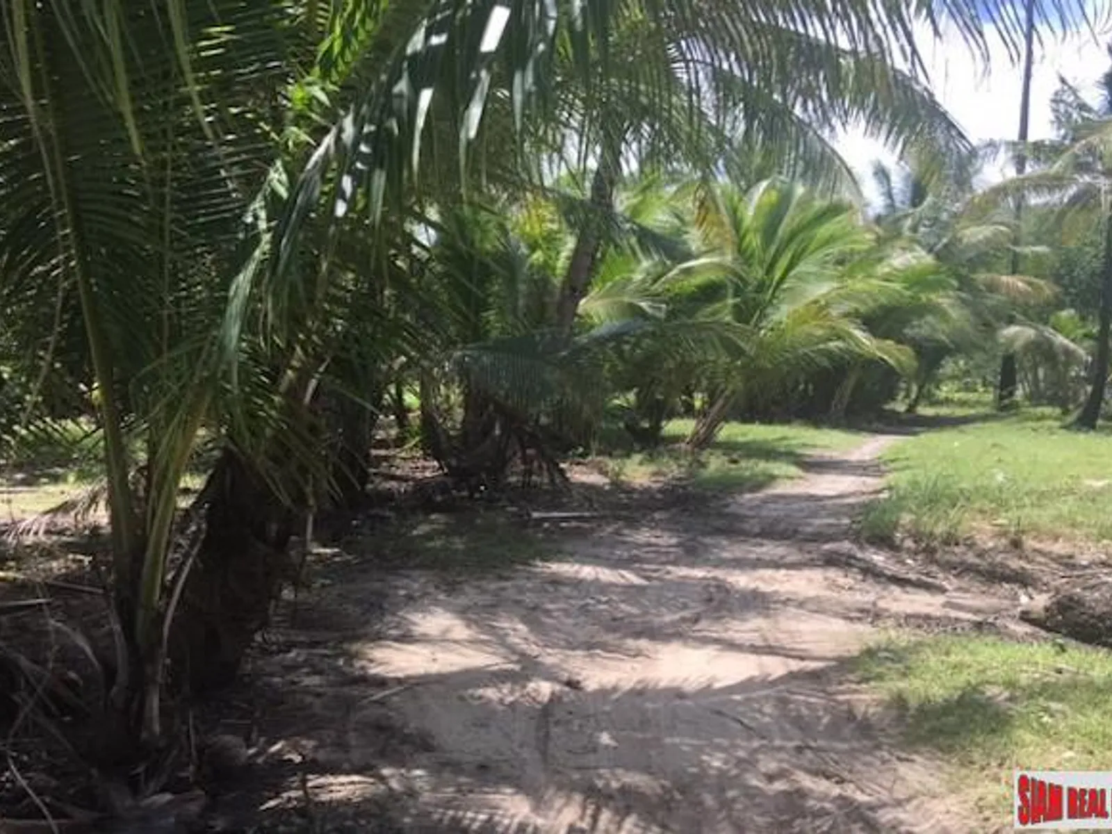 3 Rai Sub-Divided Land for Sale, Koh Maprao, Coconut Island - Koh Maprao, Phuket - Photo 5