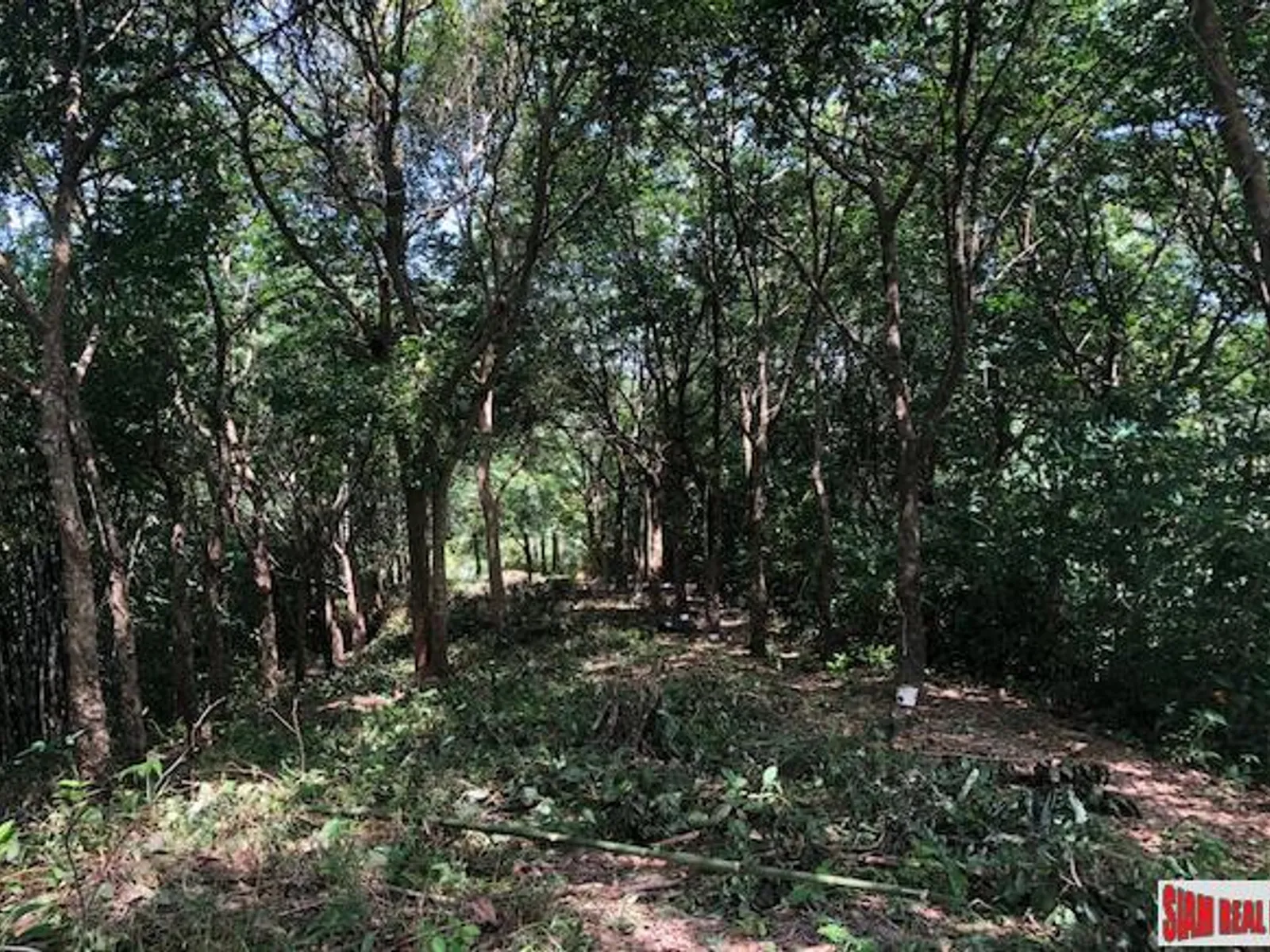 13.9 Rai Sea View Land, Freehold, Layan Beach - Layan, Phuket - Photo 10