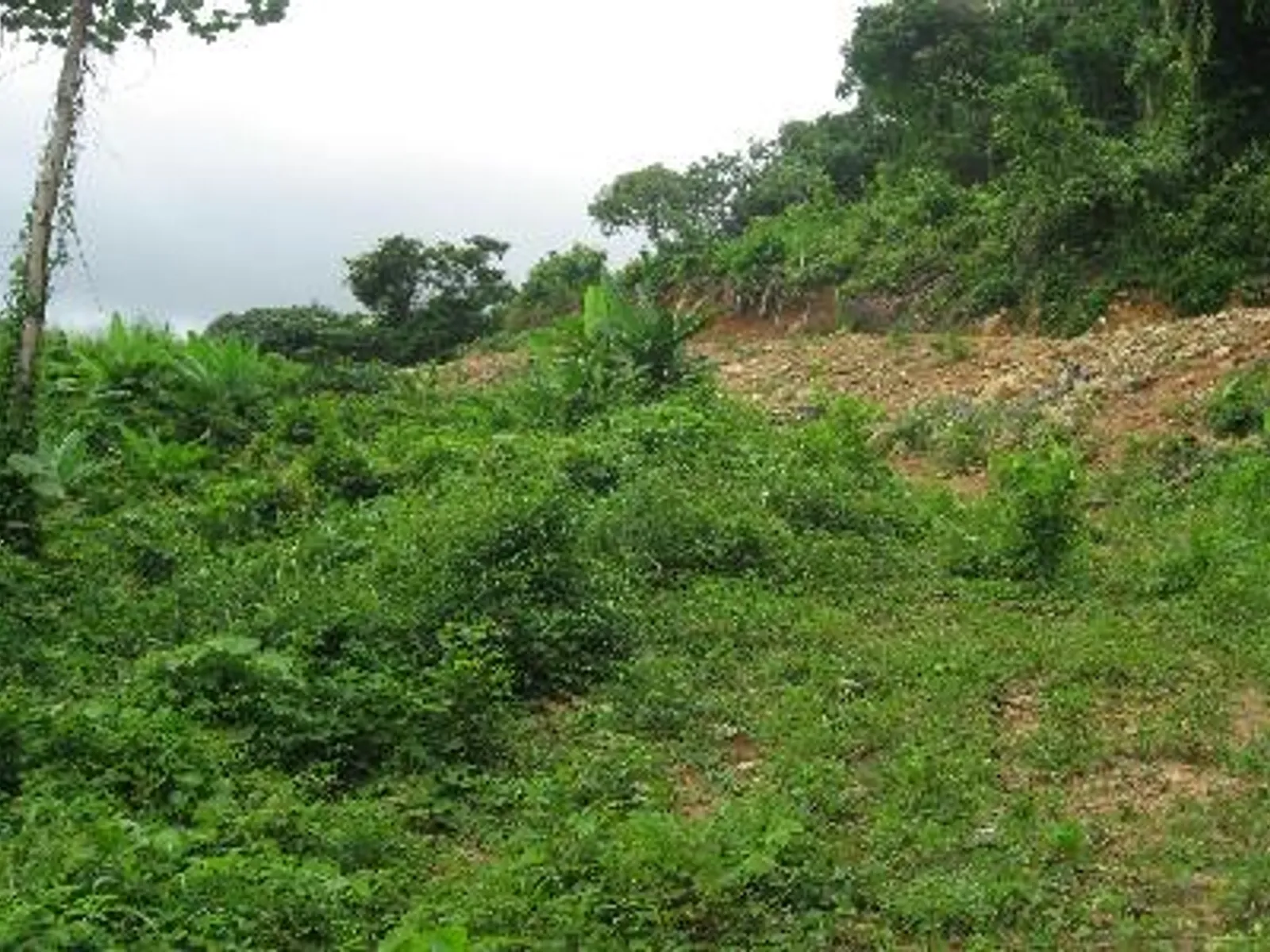 6 Rai Hillside Land for Sale, Kathu, Phuket - Kathu, Phuket - Photo 1