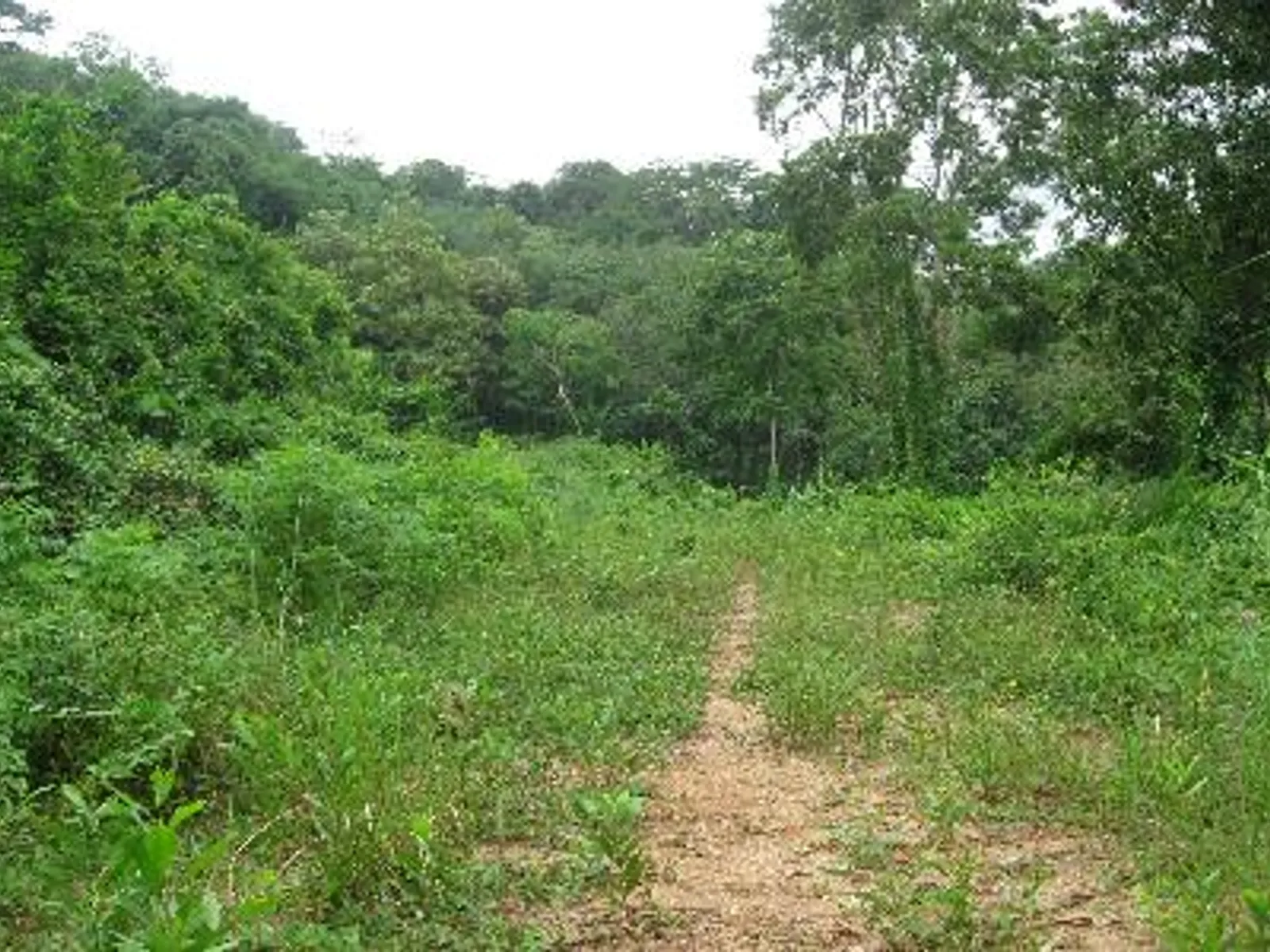 6 Rai Hillside Land for Sale, Kathu, Phuket - Kathu, Phuket - Photo 6