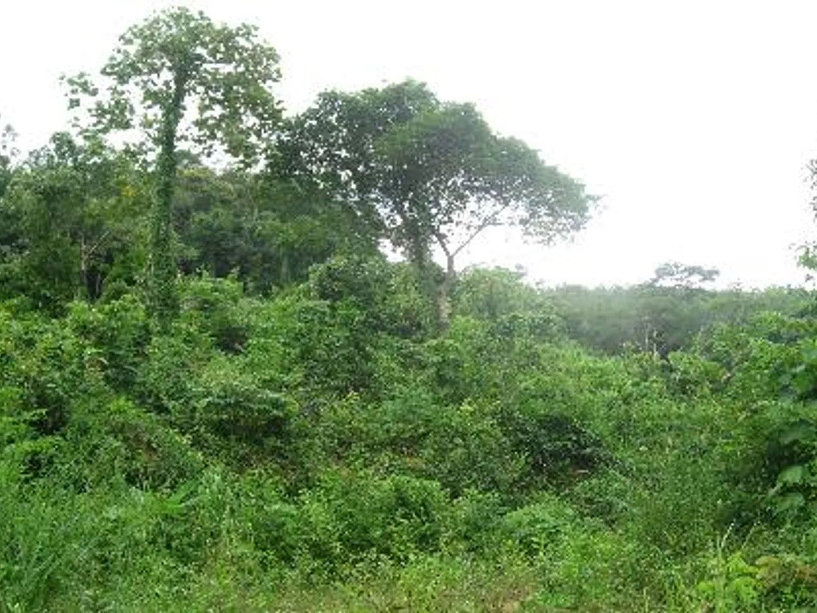 6 Rai Hillside Land for Sale, Kathu, Phuket - Kathu, Phuket - Photo 5