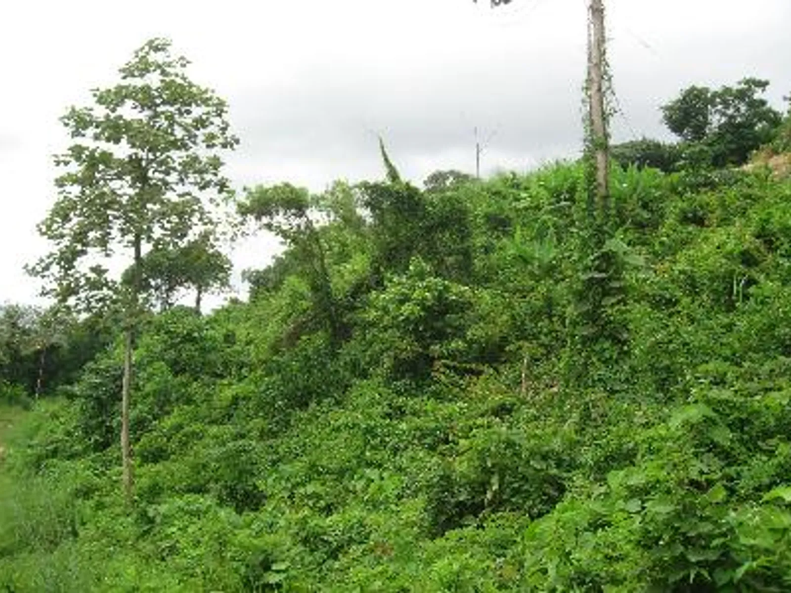 6 Rai Hillside Land for Sale, Kathu, Phuket - Kathu, Phuket - Photo 3
