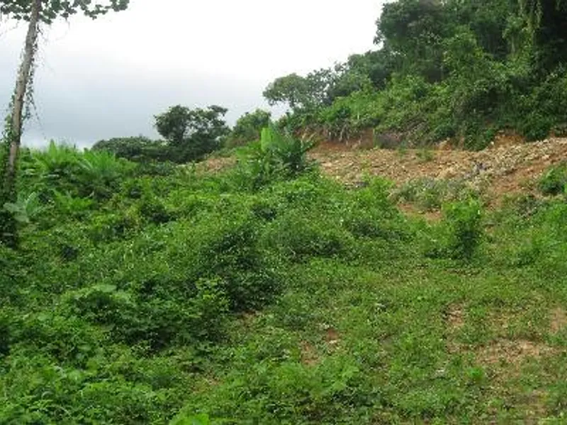 6 Rai Hillside Land for Sale, Kathu, Phuket - Kathu, Phuket - Main photo