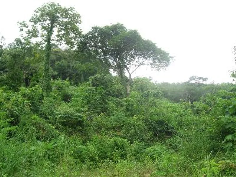 6 Rai Hillside Land for Sale, Kathu, Phuket - Kathu, Phuket - Main photo