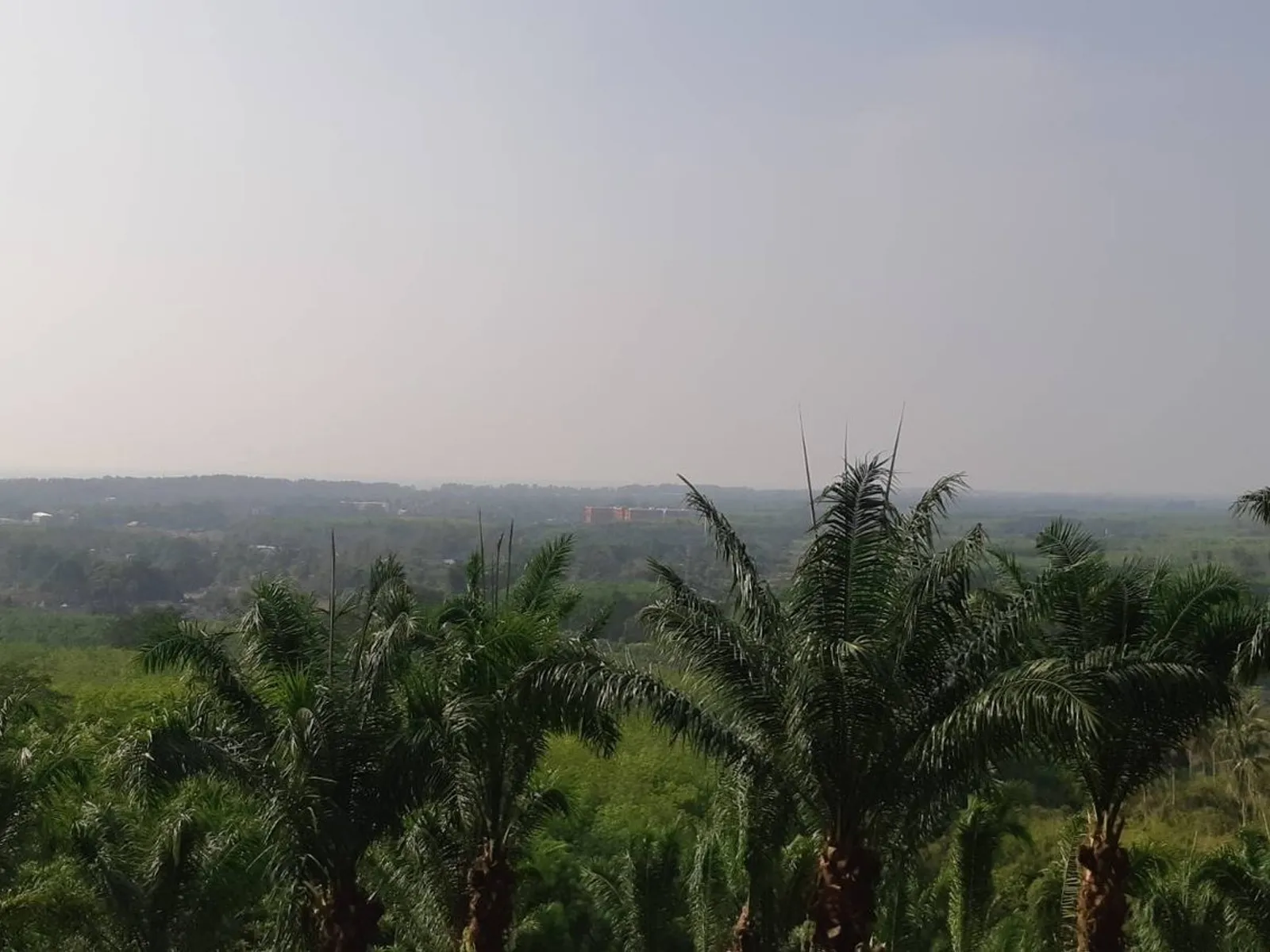 1 Rai Sea View Land for Sale, Mai Khao, Freehold - Mai Khao, Phuket - Photo 5