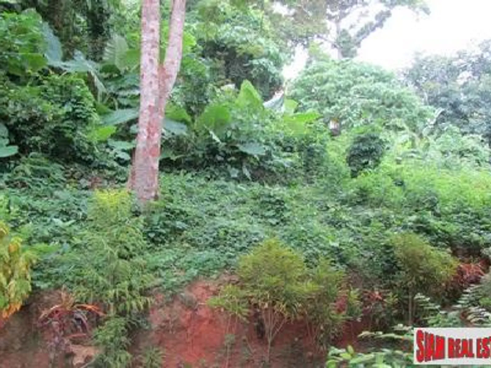 4+ Rai Sea View Hillside Land for Sale, Karon - Karon, Phuket - Photo 6
