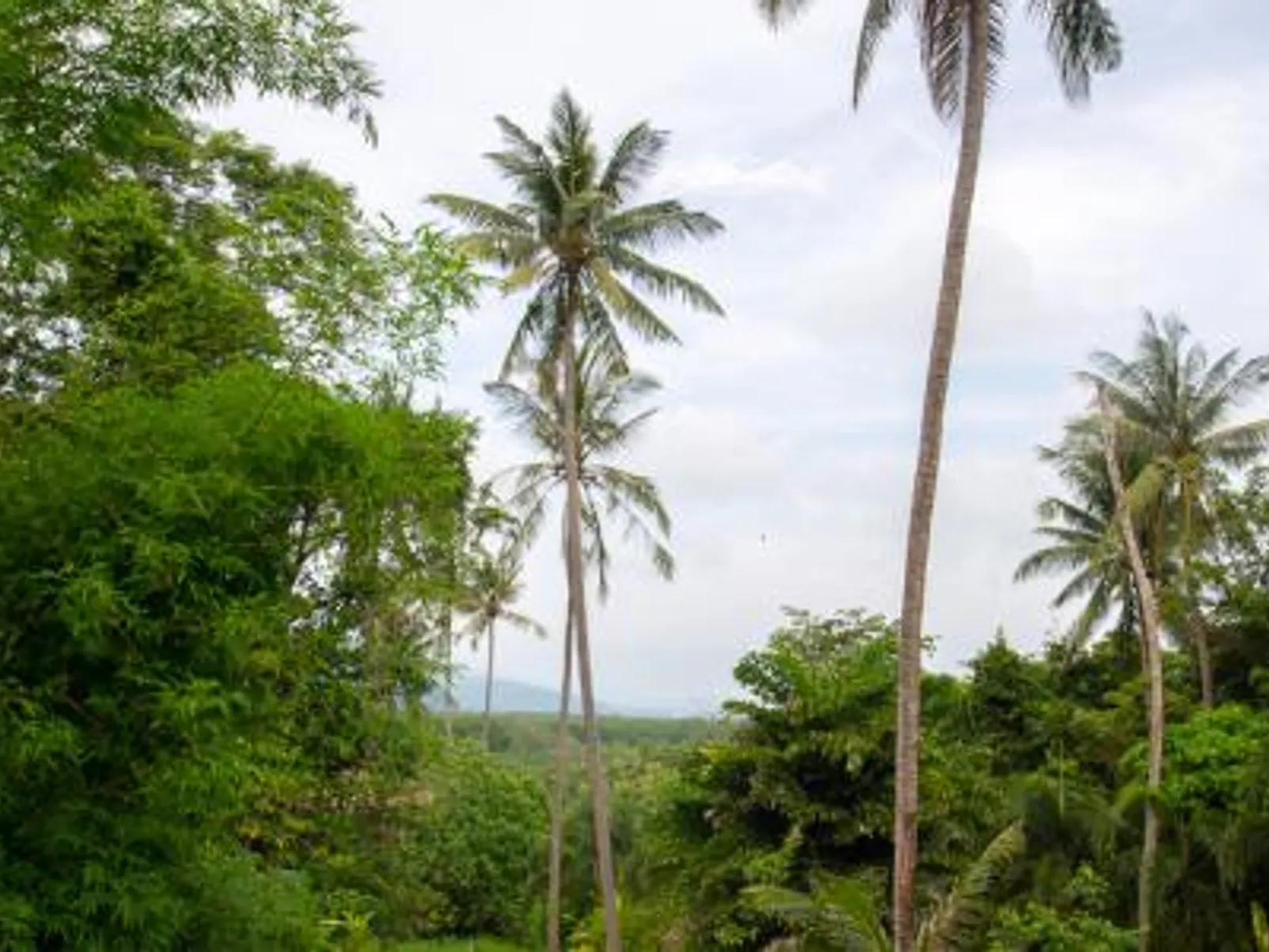 Studio Villa with Private Pool, Koh Maphrao (Coconut Island) - Koh Maprao, Phuket - Photo 10