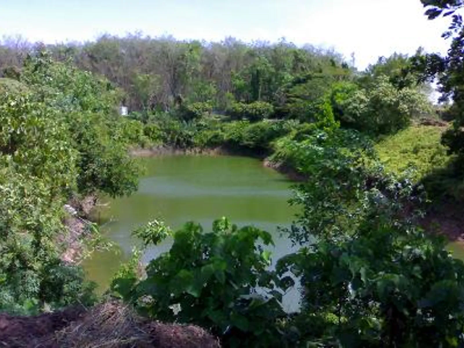 9+ Rai Flat Land for Sale, Thalang, Mixed-Use Zoning - Thalang, Phuket - Photo 4