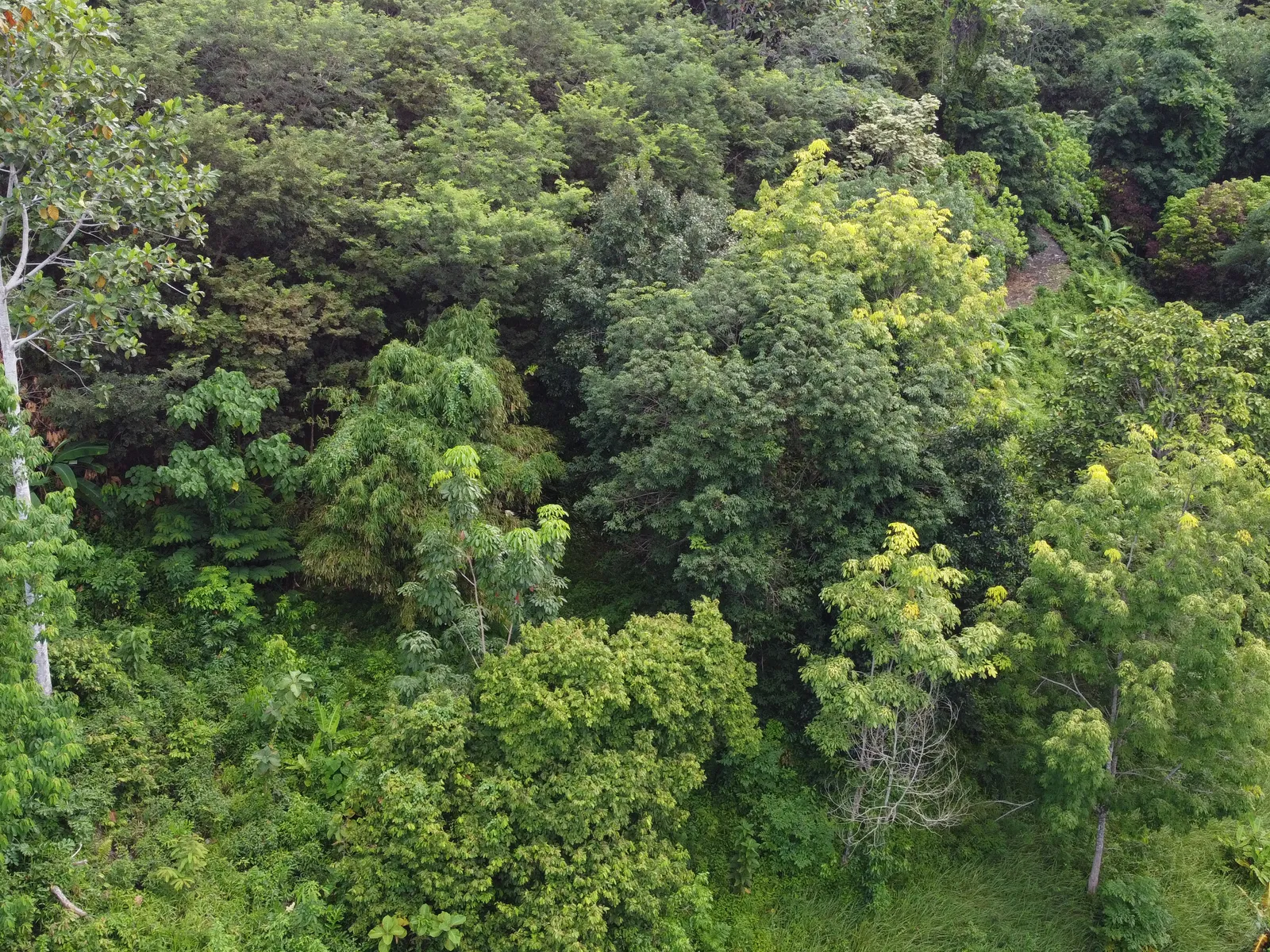 5,841 sqm Hillside Land for Sale, Bang Pae, Pa Klok, Freehold - Pa Klok, Phuket - Photo 15