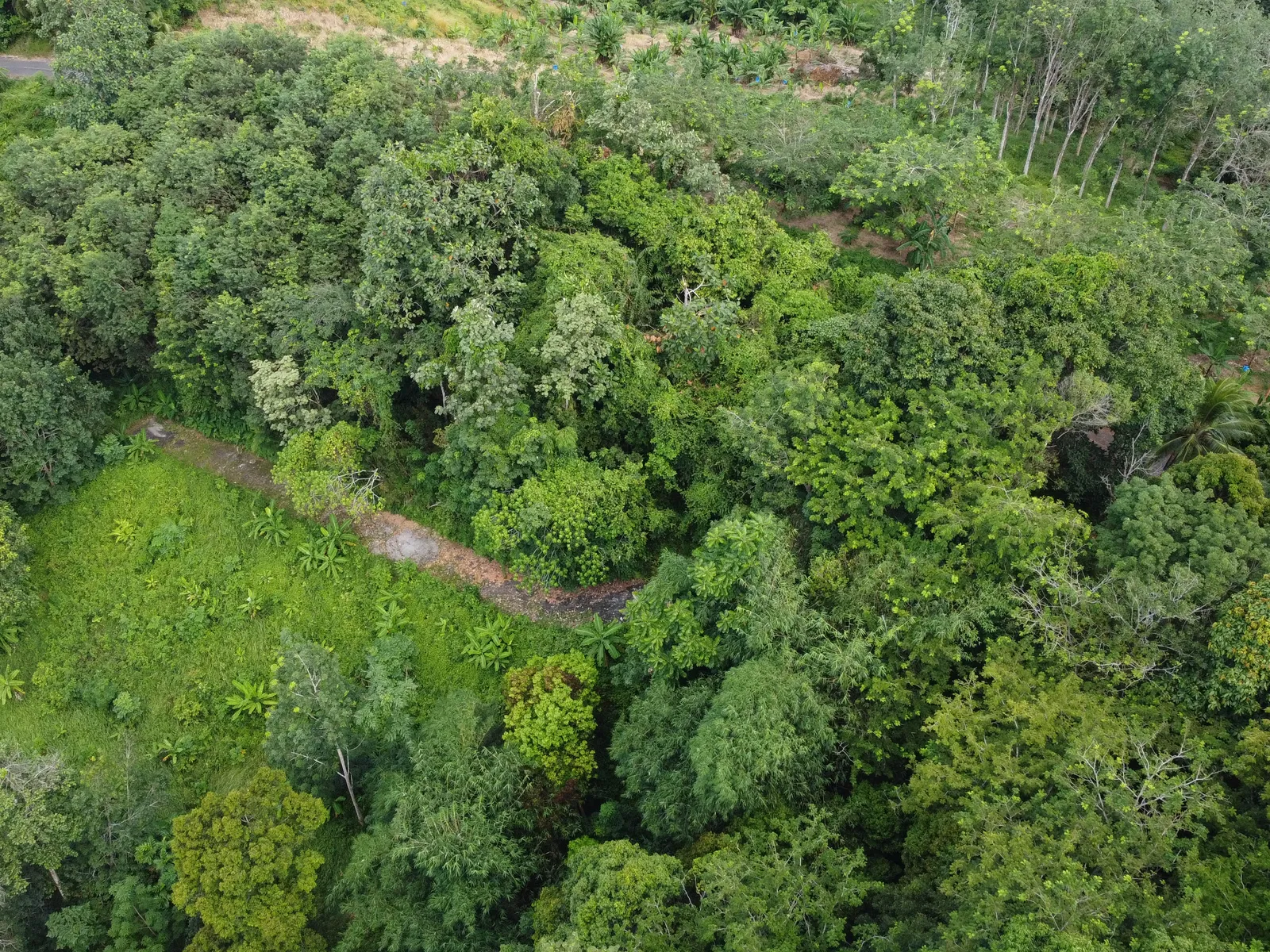 5,841 sqm Hillside Land for Sale, Bang Pae, Pa Klok, Freehold - Pa Klok, Phuket - Photo 8