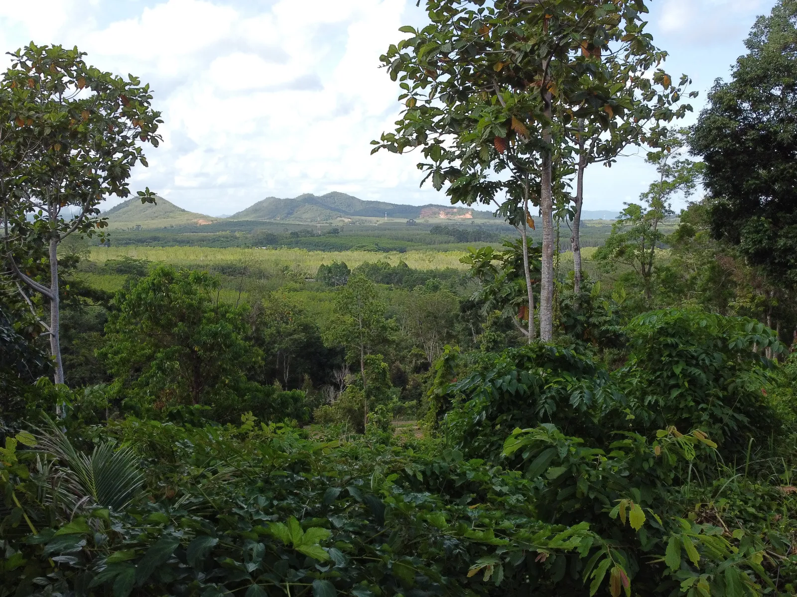 5,841 sqm Hillside Land for Sale, Bang Pae, Pa Klok, Freehold - Pa Klok, Phuket - Photo 11