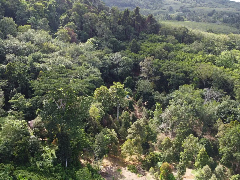5,841 sqm Hillside Land for Sale, Bang Pae, Pa Klok, Freehold - Pa Klok, Phuket - Main photo