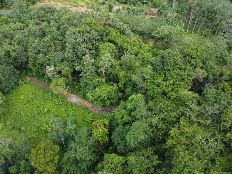 5,841 sqm Hillside Land for Sale, Bang Pae, Pa Klok, Freehold - Pa Klok, Phuket - Main photo