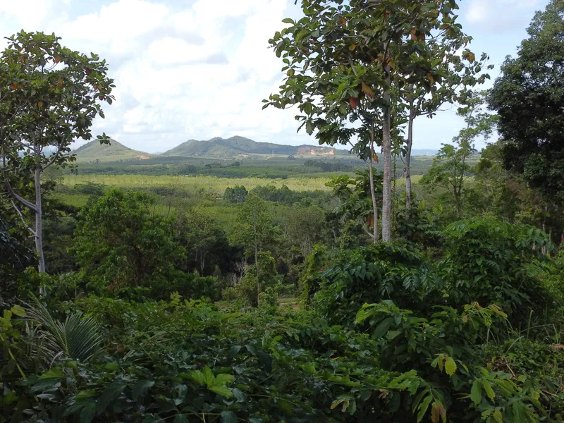 5,841 sqm Hillside Land for Sale, Bang Pae, Pa Klok, Freehold - Pa Klok, Phuket - Main photo