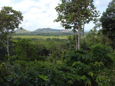 5,841 sqm Hillside Land for Sale, Bang Pae, Pa Klok, Freehold - Pa Klok, Phuket - Photo 11