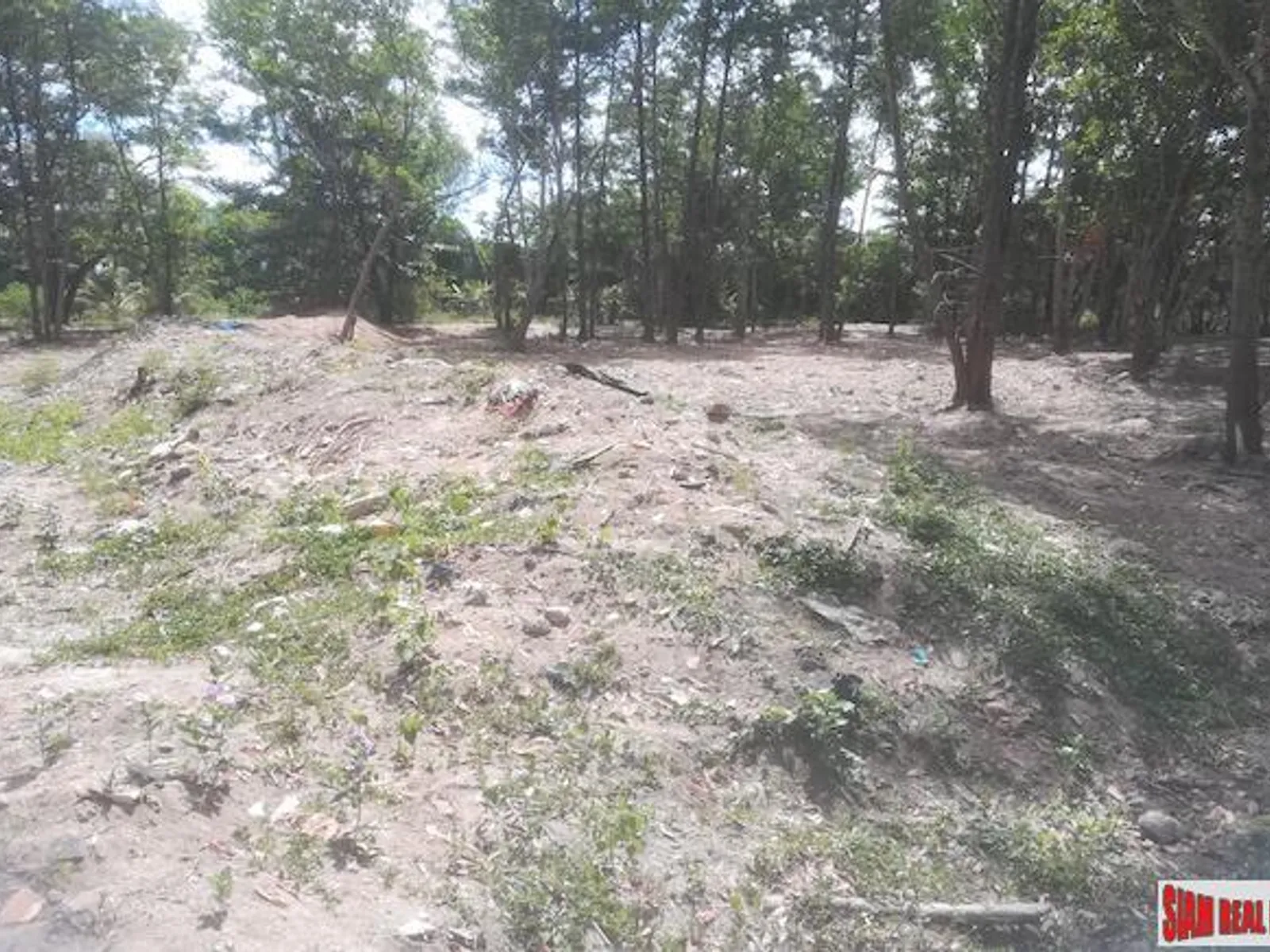 19 Rai Beachfront Land for Sale, 250m to Mai Khao Beach, Freehold - Mai Khao, Phuket - Photo 8