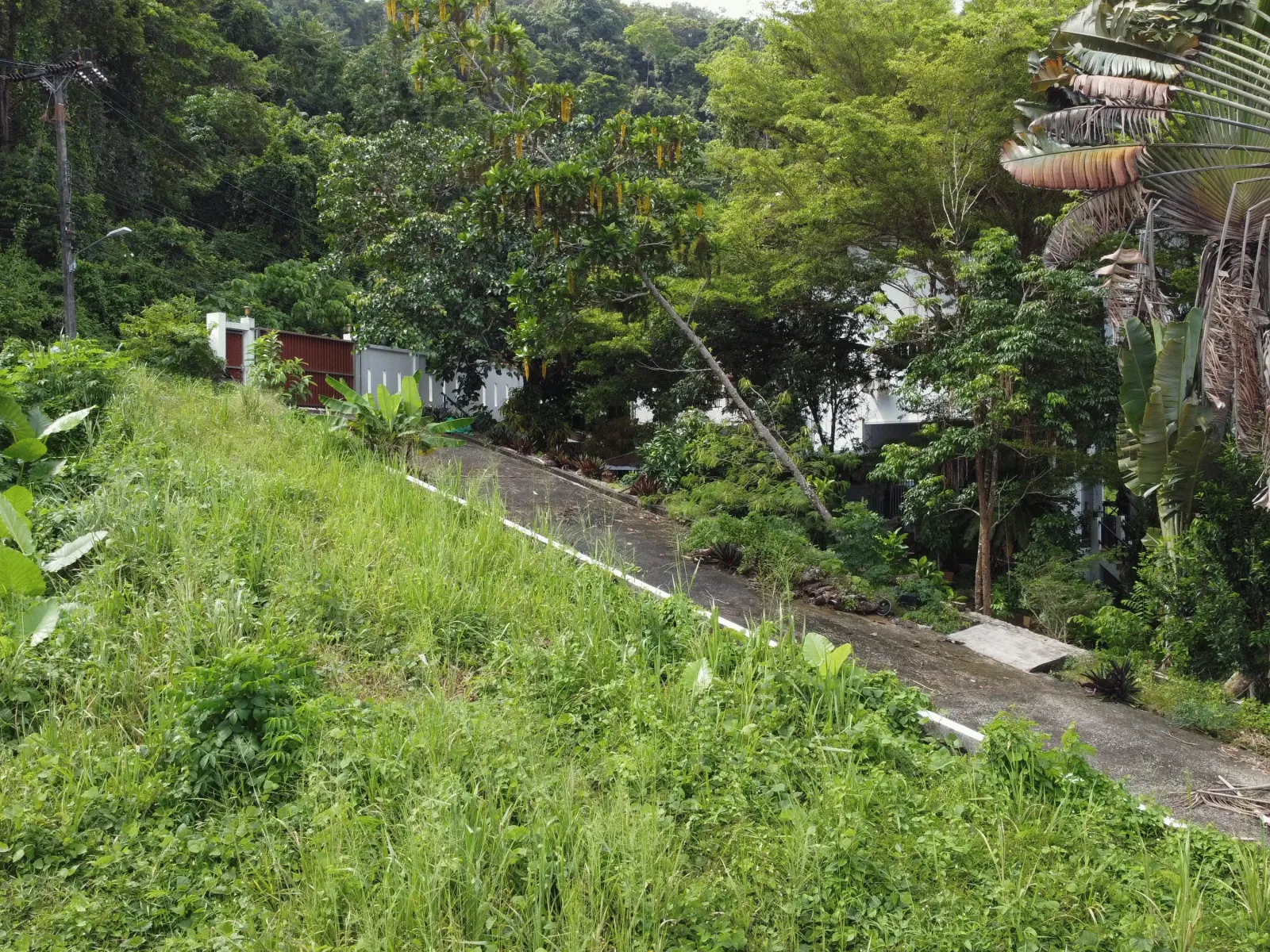 1,428 sqm Mountain View Land for Sale, Chalong, Freehold - Chalong, Phuket - Photo 12