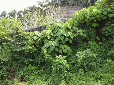 1,428 sqm Mountain View Land for Sale, Chalong, Freehold - Chalong, Phuket - Photo 14
