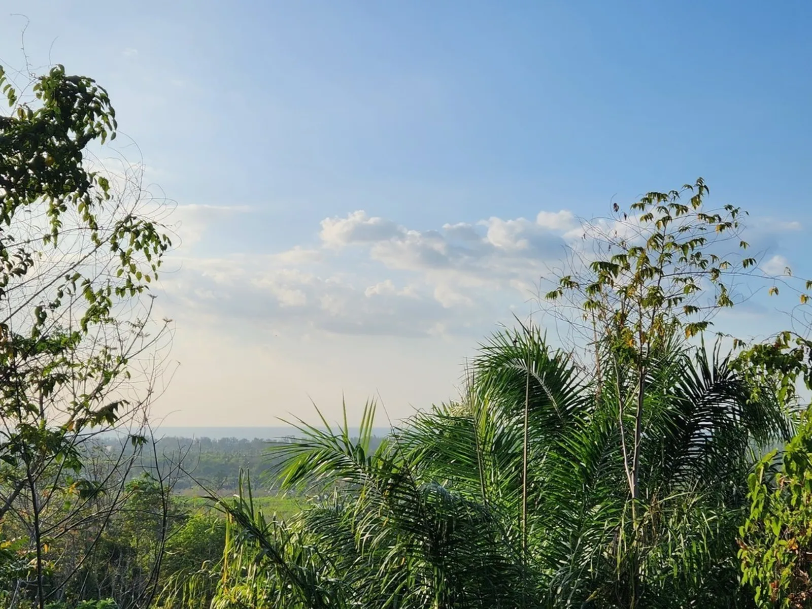 5 Rai Sea View Land for Sale, Mai Khao, Freehold - Mai Khao, Phuket - Photo 6