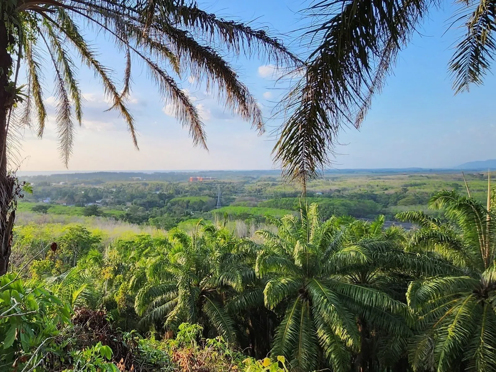 5 Rai Sea View Land for Sale, Mai Khao, Freehold - Mai Khao, Phuket - Photo 5