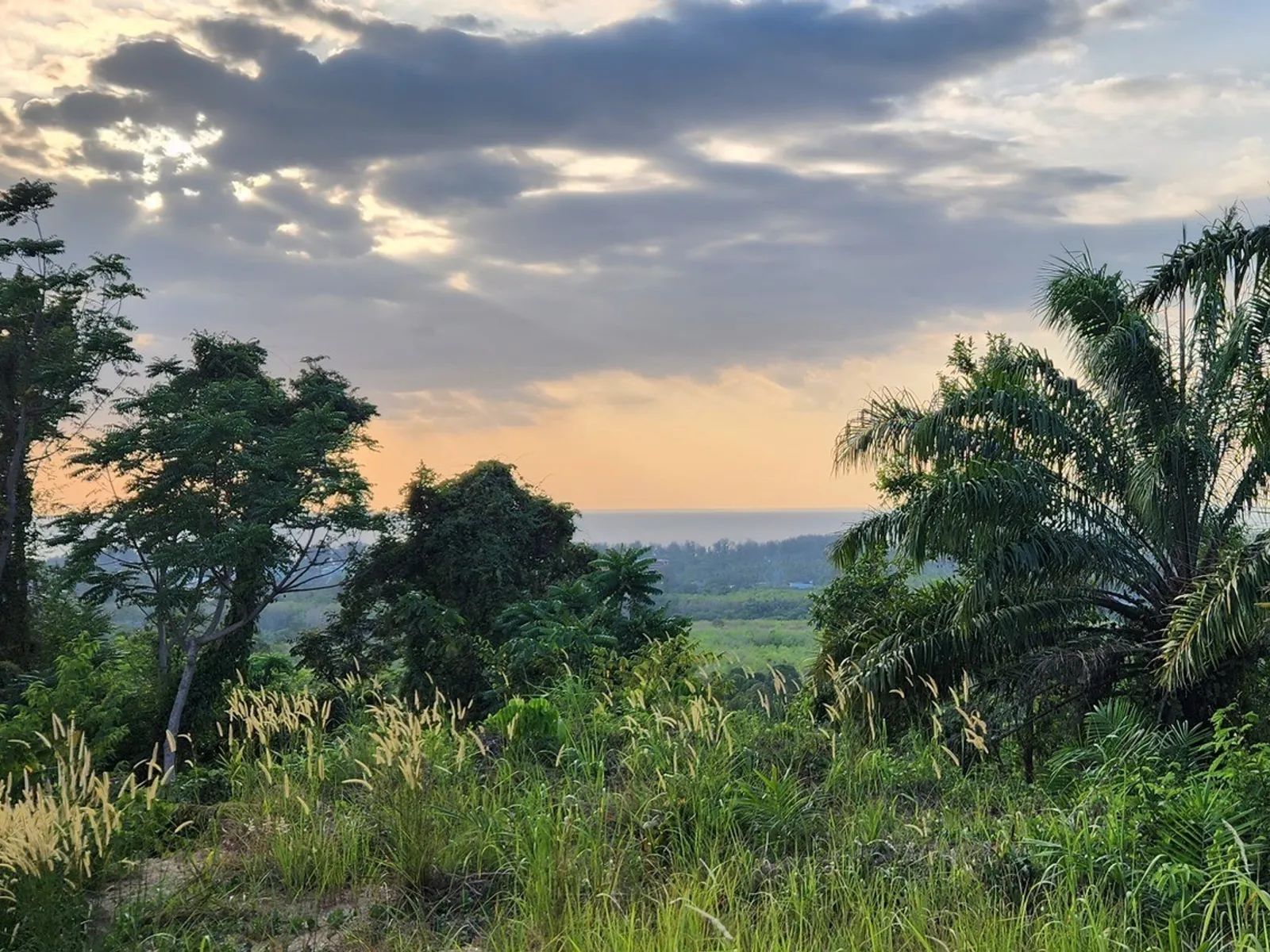 5 Rai Sea View Land for Sale, Mai Khao, Freehold - Mai Khao, Phuket - Photo 11