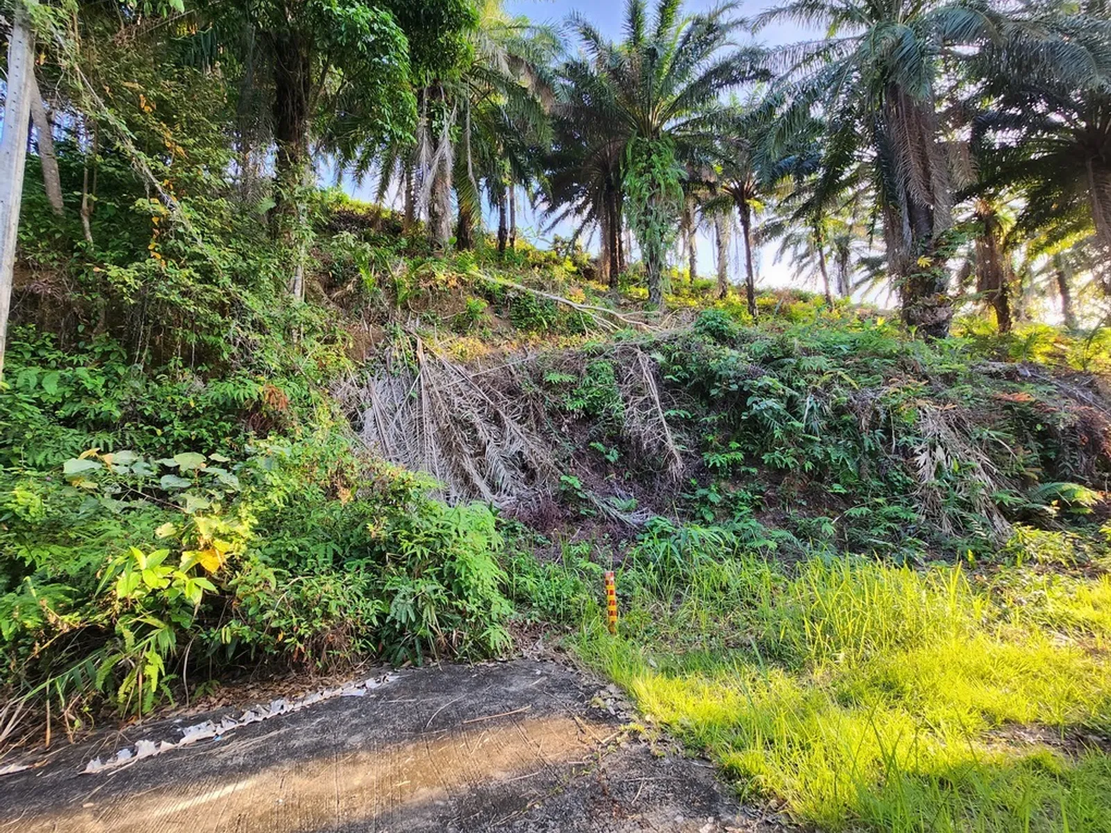 5 Rai Sea View Land for Sale, Mai Khao, Freehold - Mai Khao, Phuket - Photo 15
