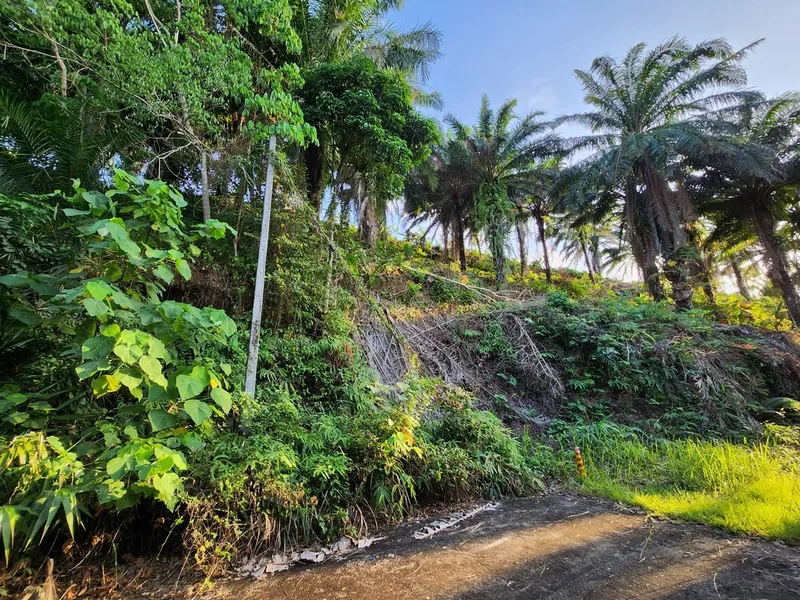 5 Rai Sea View Land for Sale, Mai Khao, Freehold - Mai Khao, Phuket - Main photo