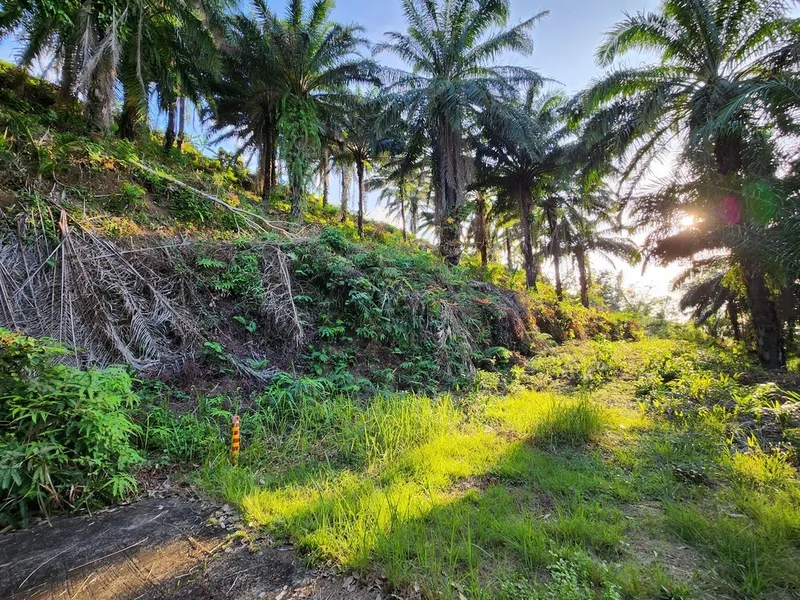 5 Rai Sea View Land for Sale, Mai Khao, Freehold - Mai Khao, Phuket - Main photo