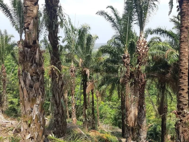 5 Rai Sea View Land for Sale, Mai Khao, Freehold - Mai Khao, Phuket - Main photo