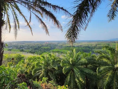 5 Rai Sea View Land for Sale, Mai Khao, Freehold - Mai Khao, Phuket - See all photos