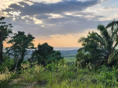 5 Rai Sea View Land for Sale, Mai Khao, Freehold - Mai Khao, Phuket - Photo 11