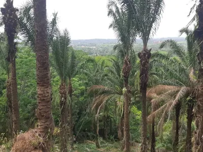 5 Rai Sea View Land for Sale, Mai Khao, Freehold - Mai Khao, Phuket - Photo 9
