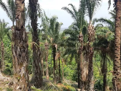 5 Rai Sea View Land for Sale, Mai Khao, Freehold - Mai Khao, Phuket - Photo 10