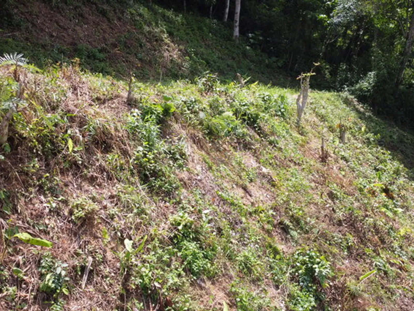 2 Rai Hillside Lake View Land for Sale, Kathu, Freehold - Kathu, Phuket - Photo 23