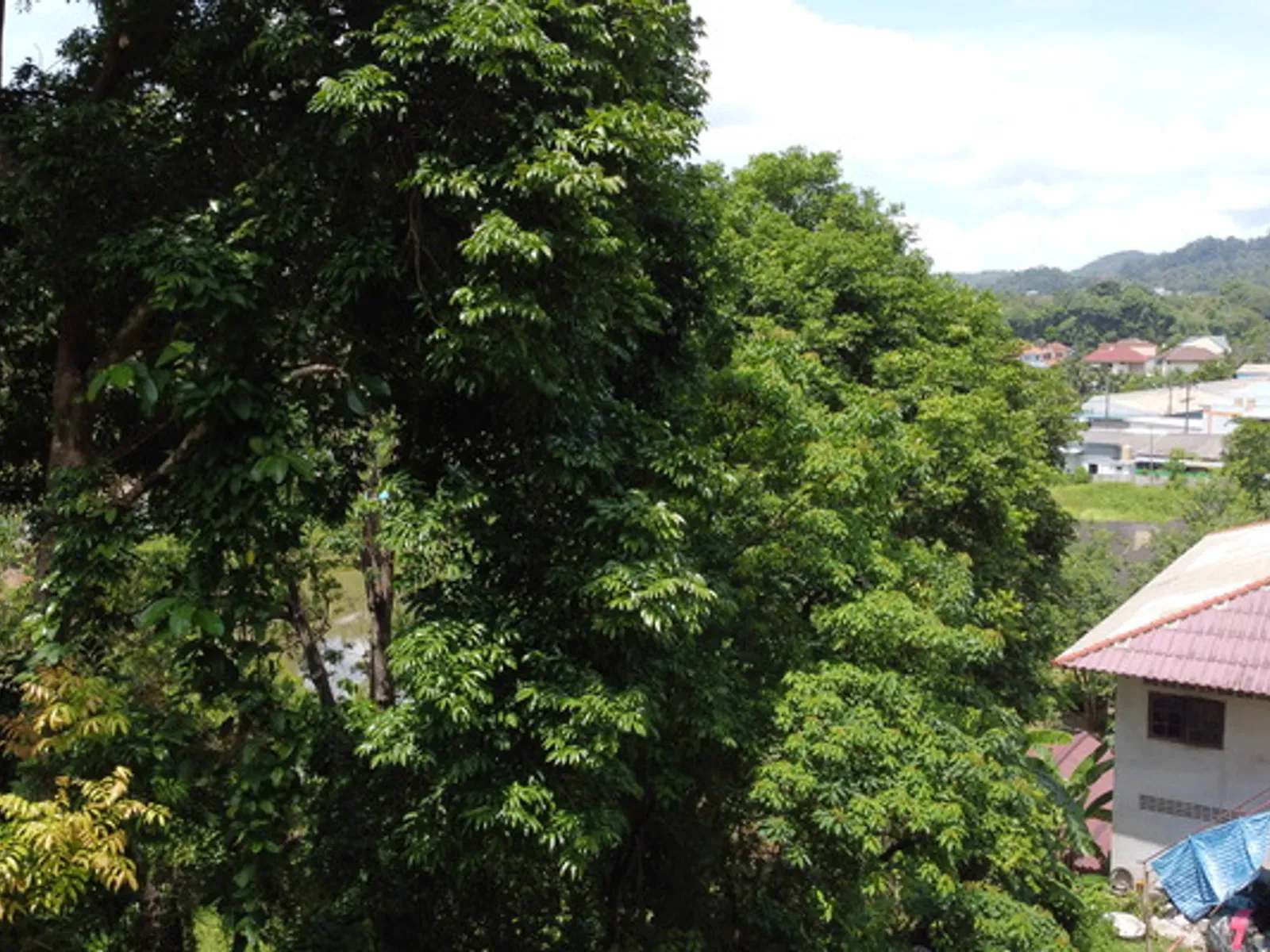 2 Rai Hillside Lake View Land for Sale, Kathu, Freehold - Kathu, Phuket - Photo 25